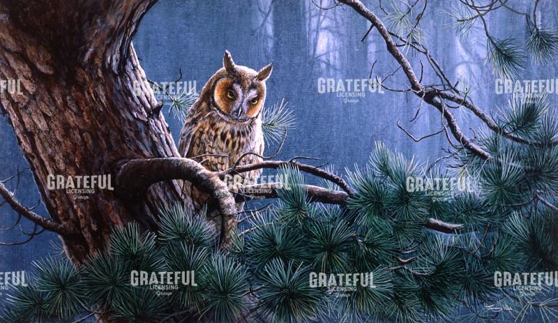 In the pines - long eared owl