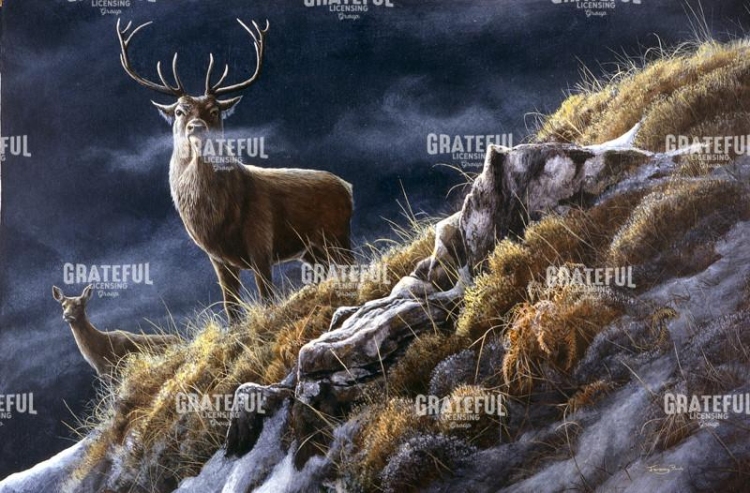 73 Majesty - Red Deer