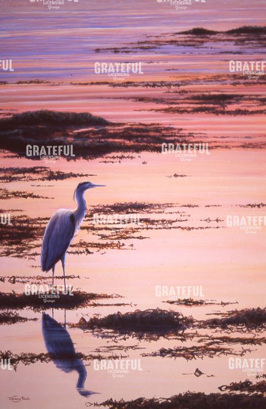 Heron sunset