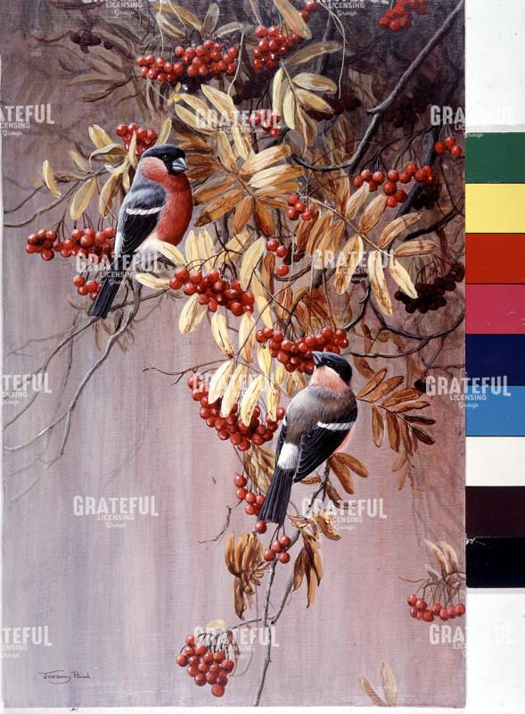 Autumn bullfinch