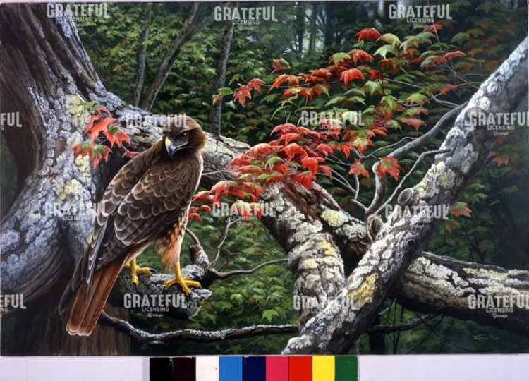 Red tailed hawk