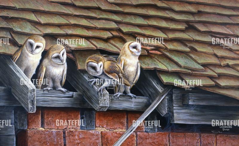 New kids on the block - barn owls