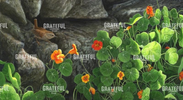 Nasturtiums and wren