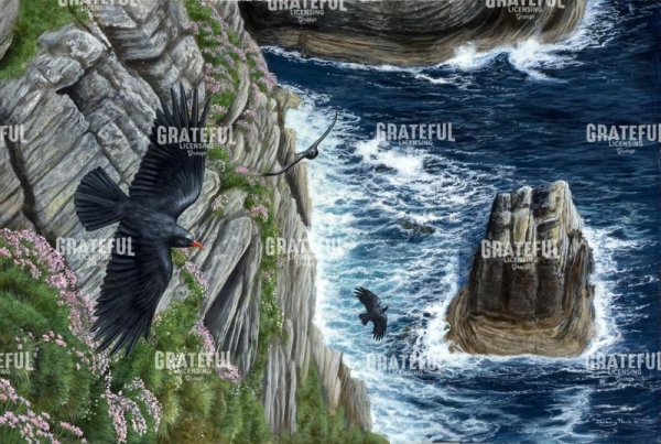 Choughs