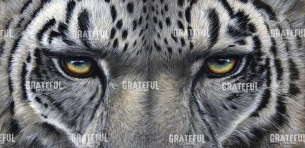 781 snow leopard eyes