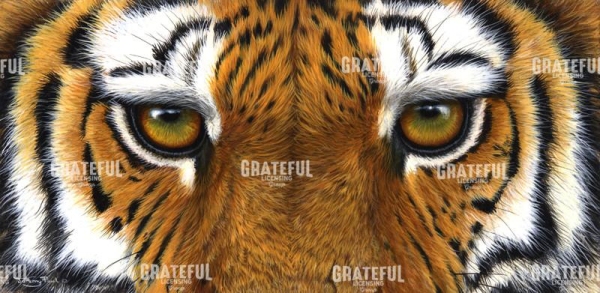 782 tiger eyes