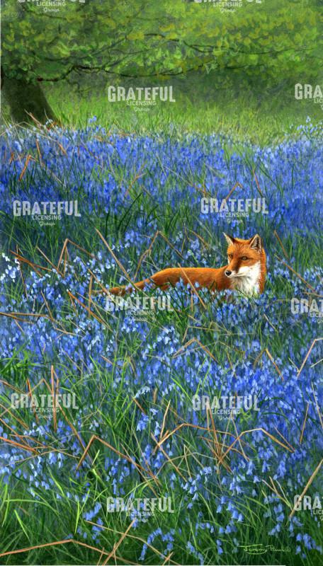 834 fox and bluebells