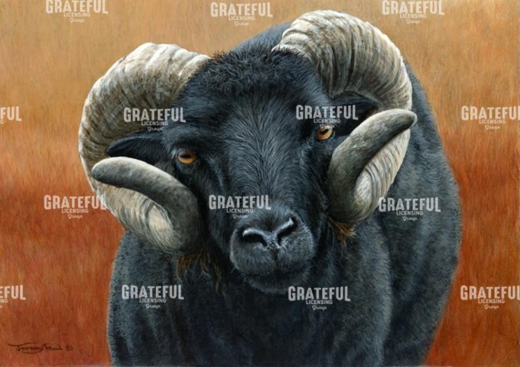 884 Hebridean