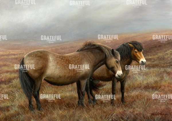 Exmoor ponies