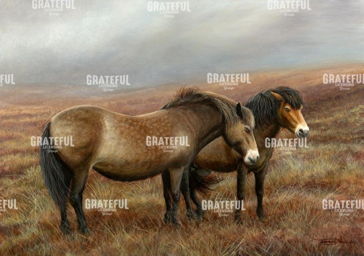 Exmoor ponies
