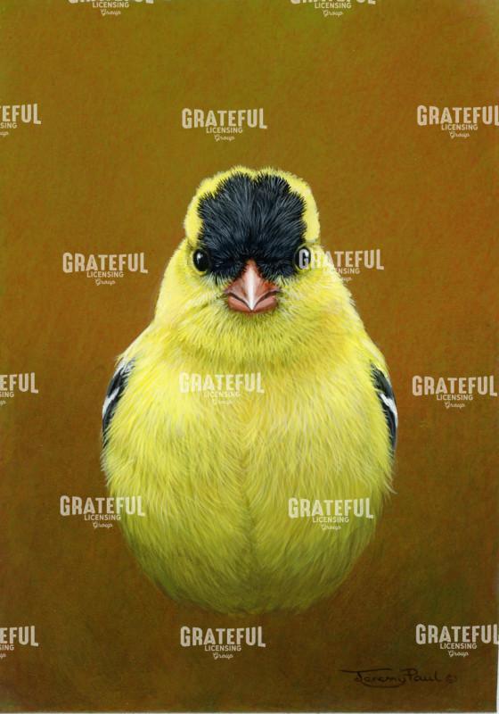 American Goldfinch