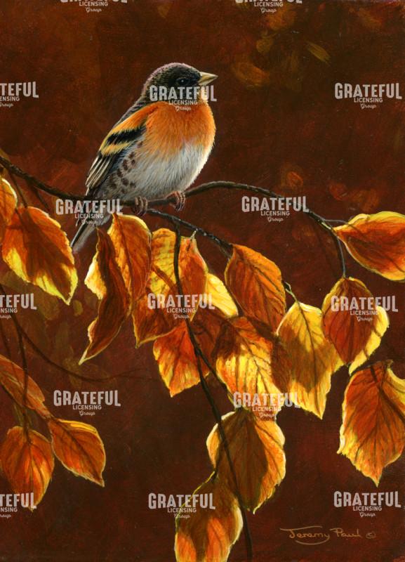 Brambling gold