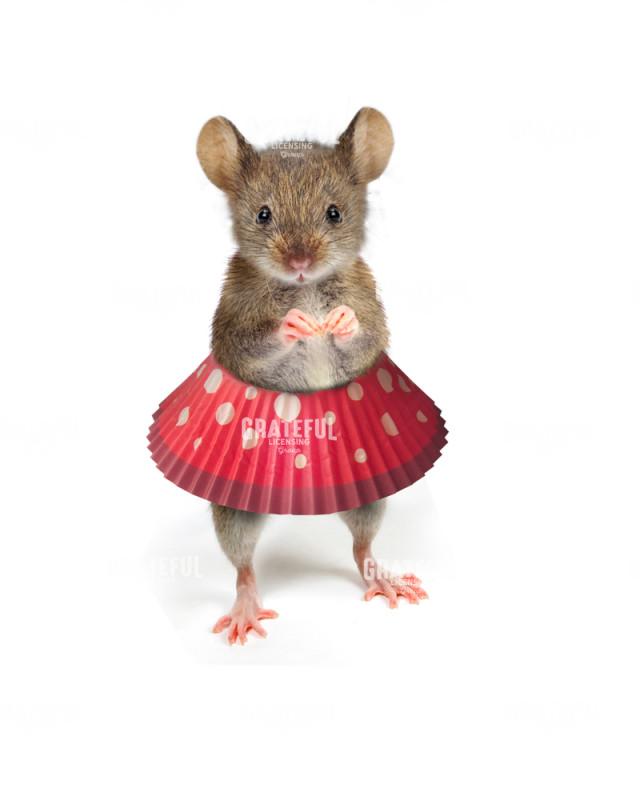 Mouse cupcake dancer