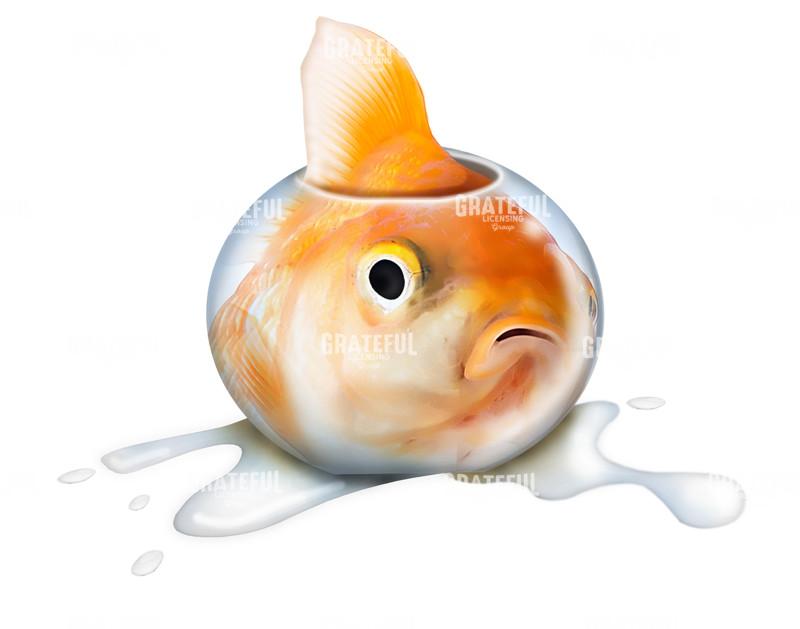 Goldfish in small fish tank