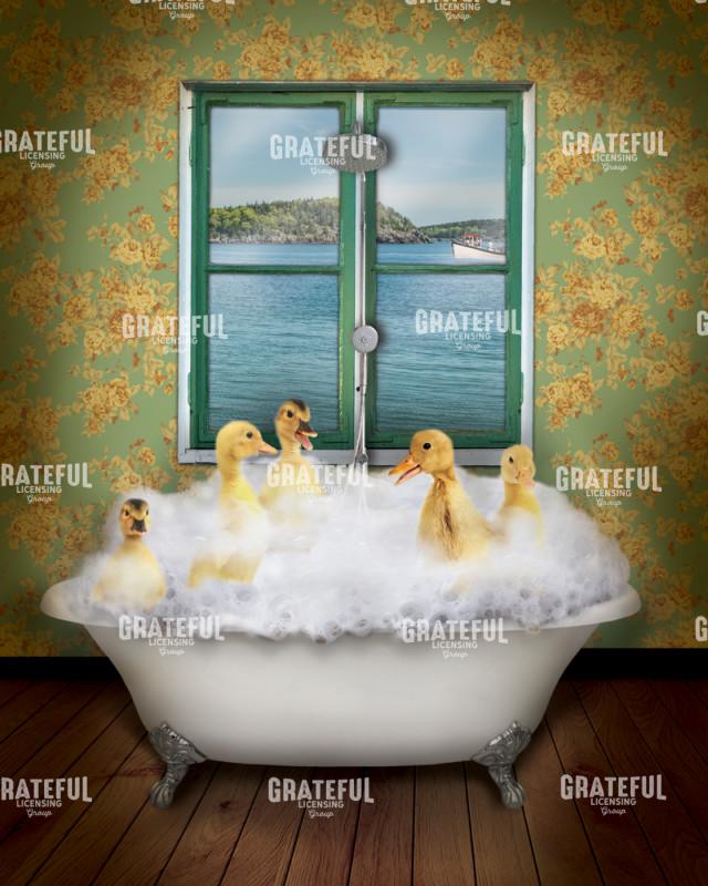 Ducks in bath tub