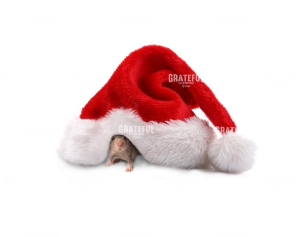 Christmas - Mouse in Santa hat