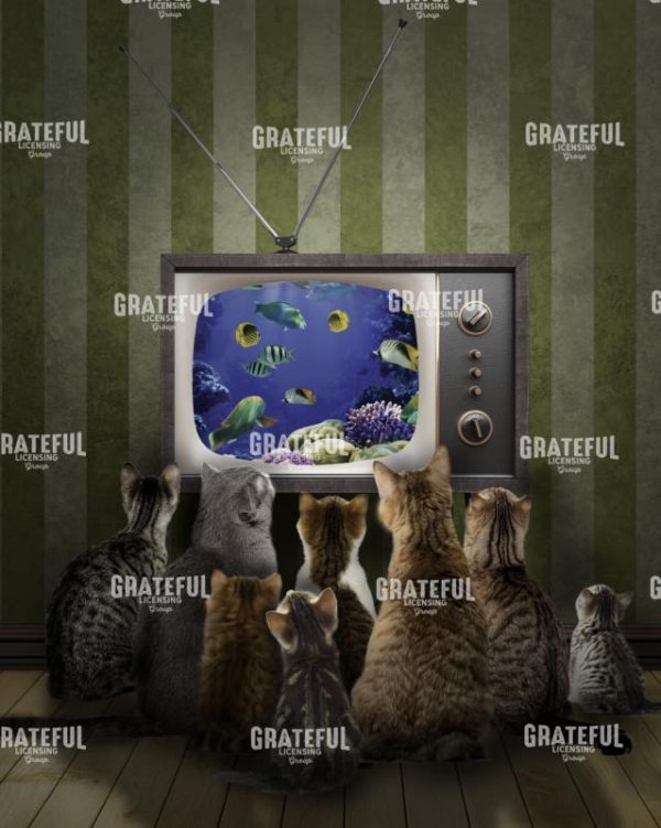 Cats watching tv