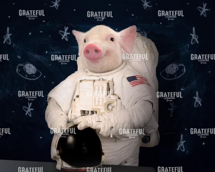 Pig - astronaut