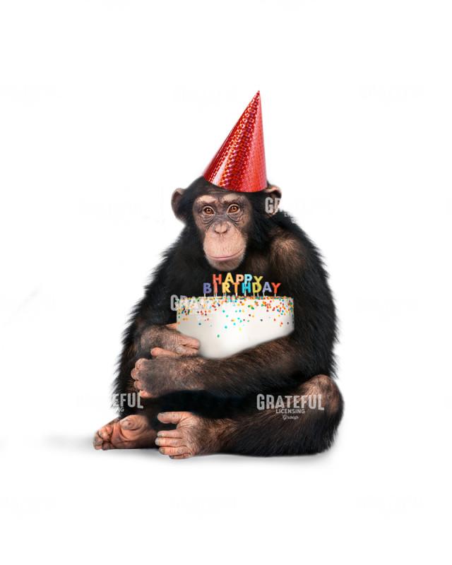 Birthday monkey