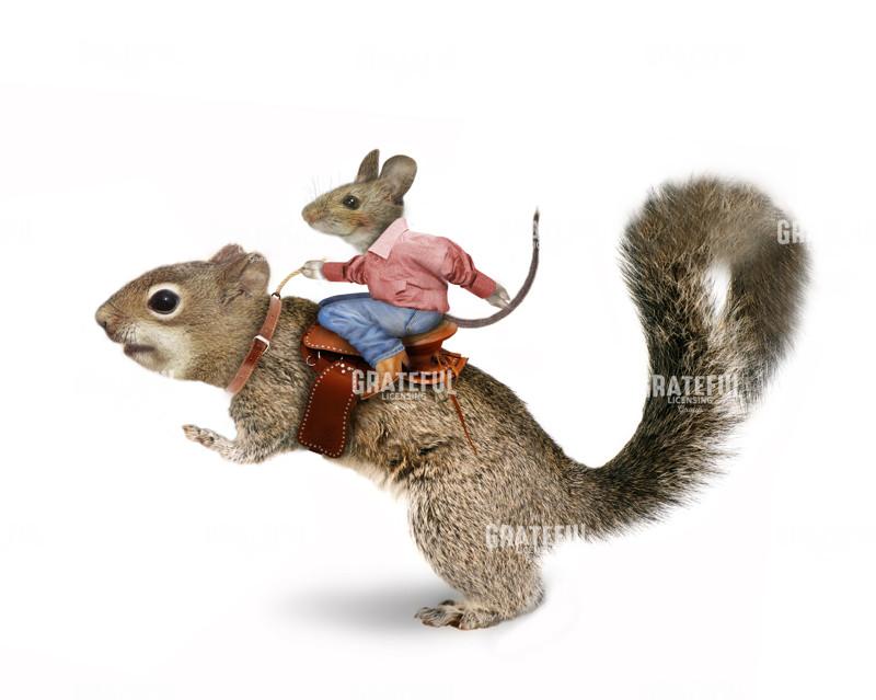 Squirrel rodeo