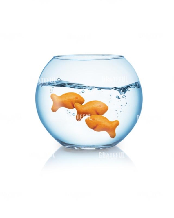 Gold fish
