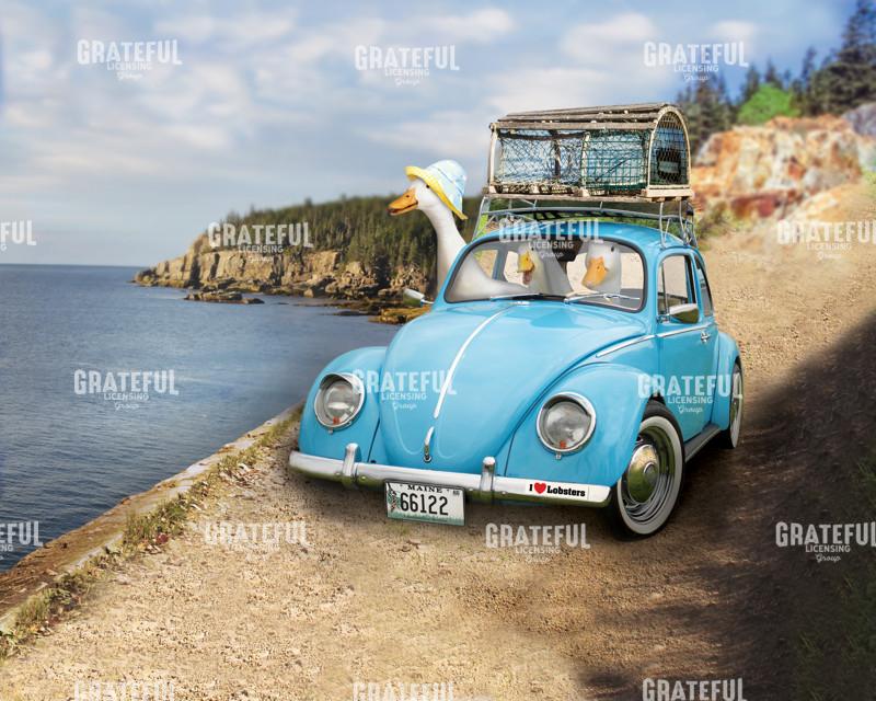 Ducks leaving the harbor