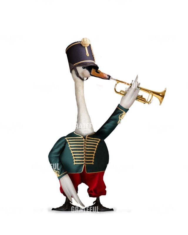 Trumpeter Duck