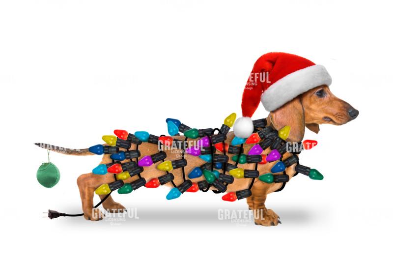 Christmas dachshund with lights