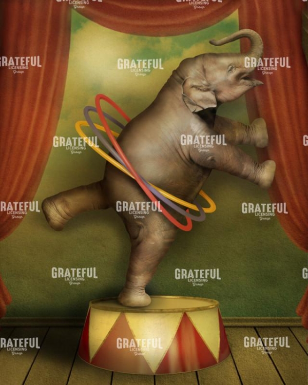 Circus elephant