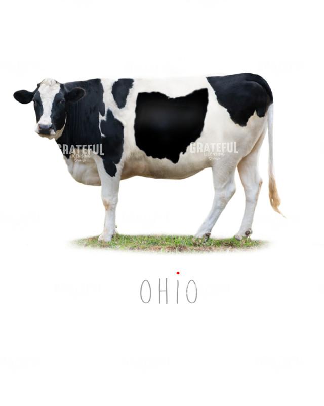 Cow state Ohio