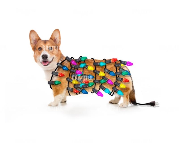 Christmas Corgi with lights