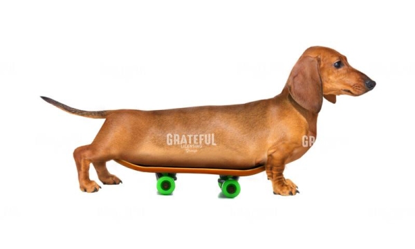 Weiner dog