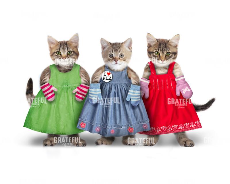 Three kittens with mittens