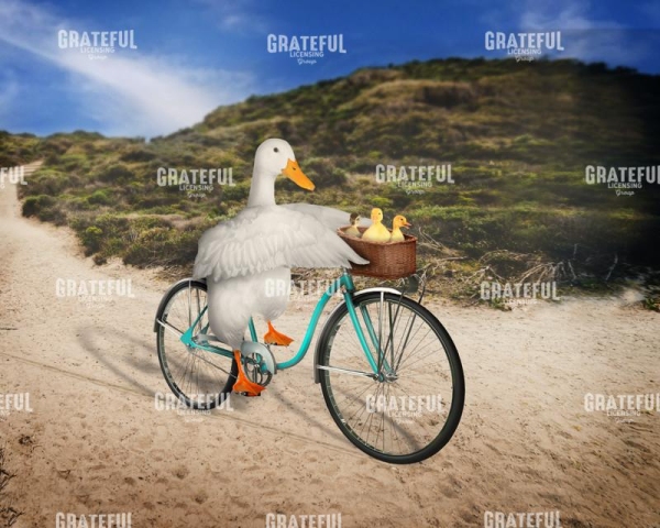 Duck riding a bike