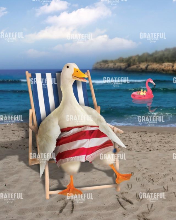 Duck sunbathing