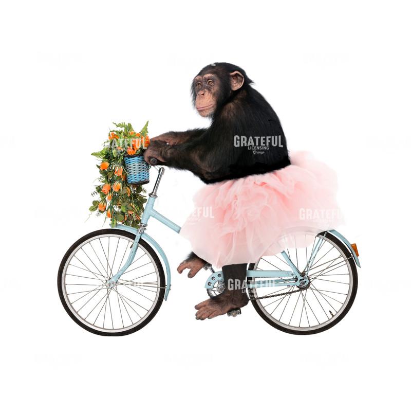 Monkey Riding Bike