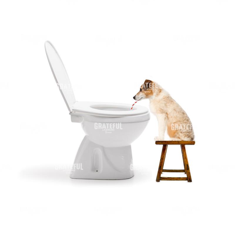 Dog drinking from toilet