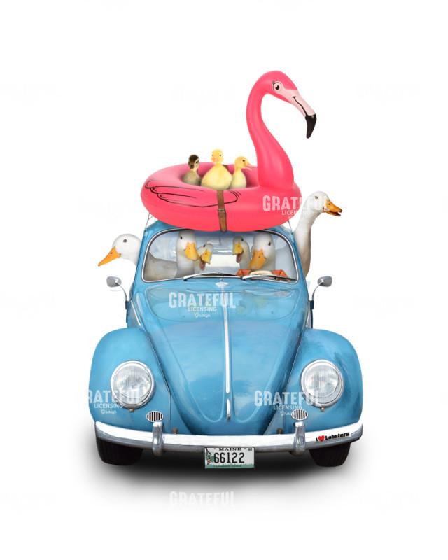 Ducks at the beach silo