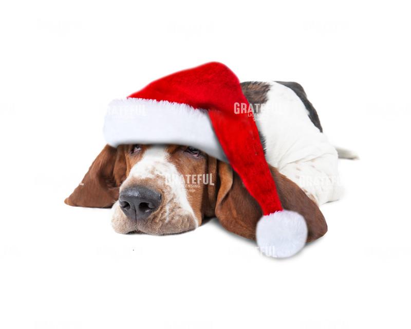 Christmas bloodhound