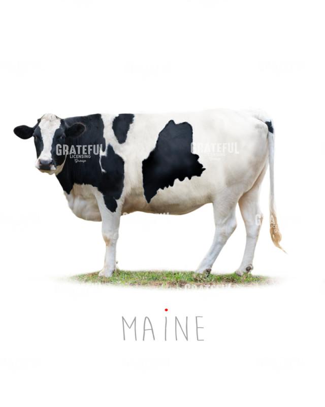 Cow state Maine
