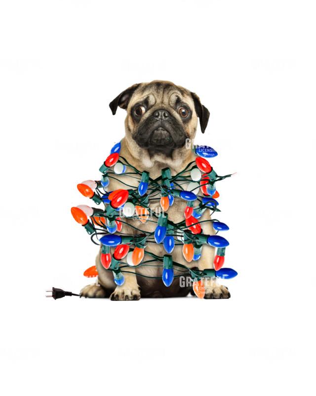 Christmas pug with lights