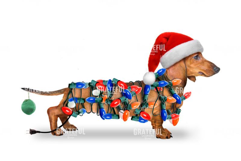Christmas dachshund with lights