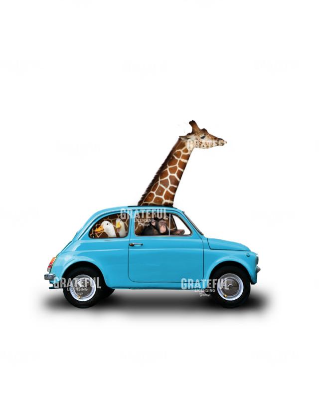 Giraffe in little car