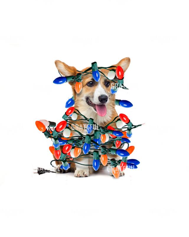 Christmas corgi with lights
