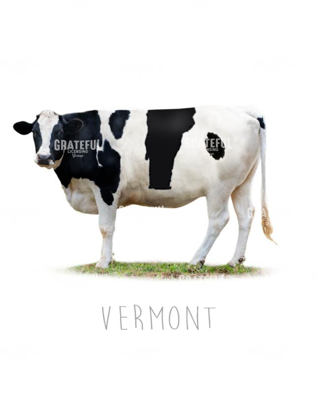 Cow state Vermont