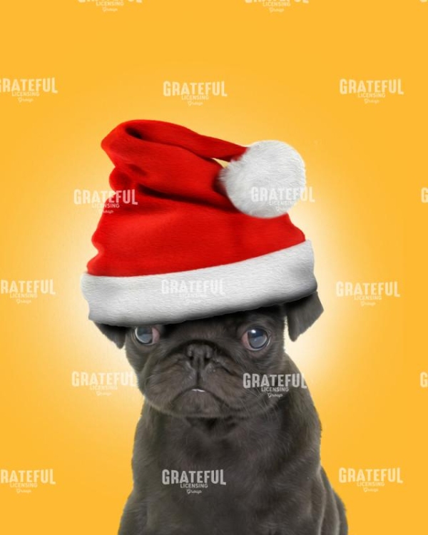 Pug 3