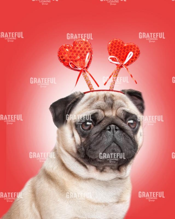 Valentine Pug
