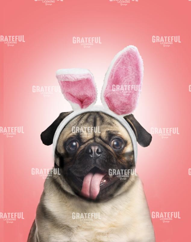 Easter Pug