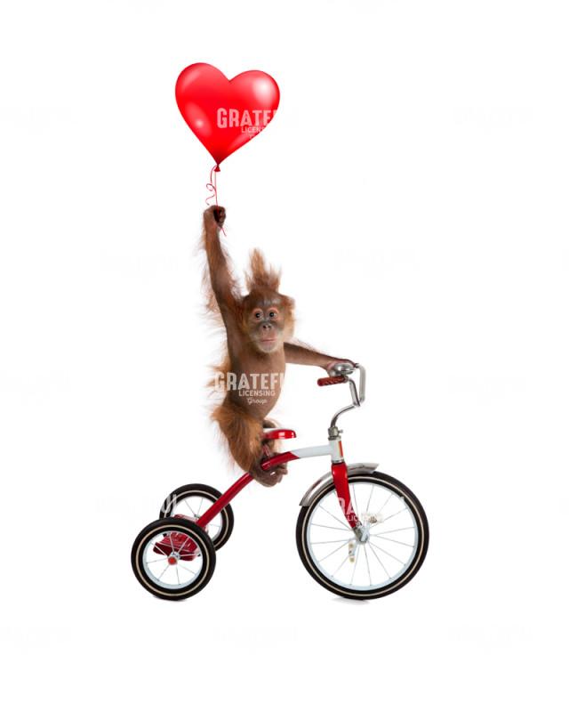 Valentine monkey 2