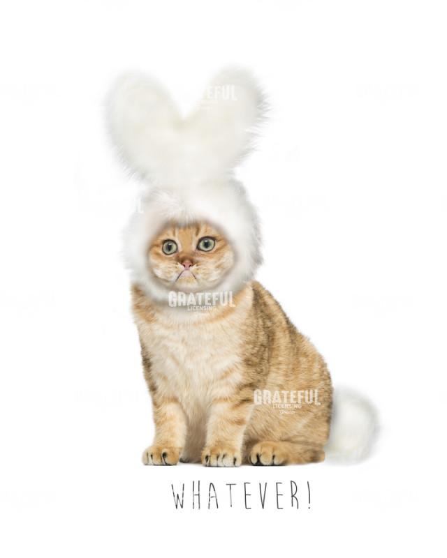 Valentine cat whatever